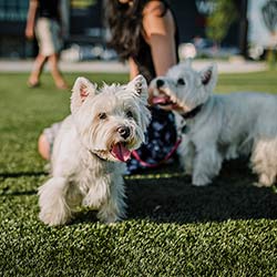 A community for the whole family, pets included
